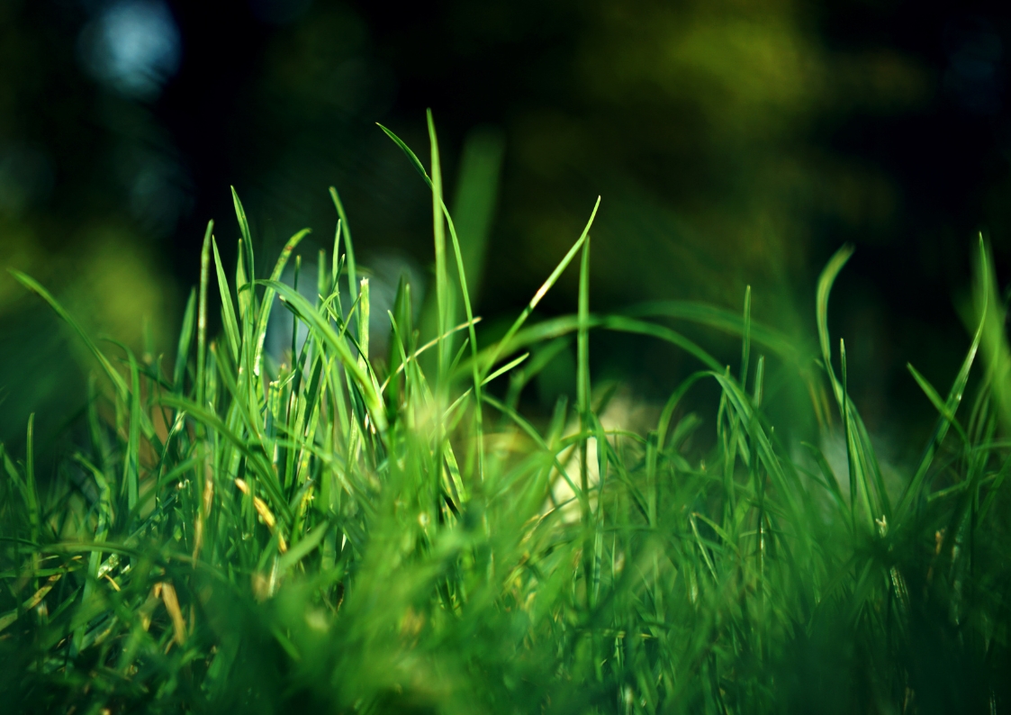 Intensywnie zielony trawnik.